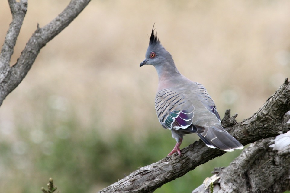 Crested Pigeon (Ocyphaps lophotes)